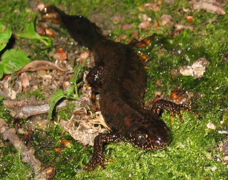 Great crested newt