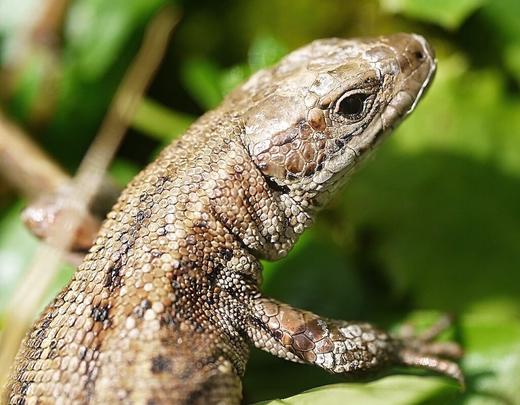 Reptile Surveys and Reptile Mitigation across Nottinghamshire